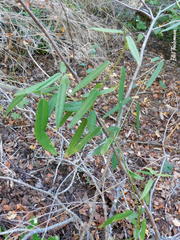 Diplolepis pachyphylla