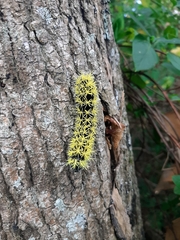 Leucanella viridescens