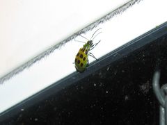 Diabrotica undecimpunctata