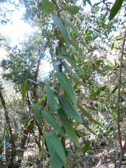 Diplolepis pachyphylla