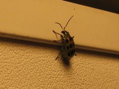 Diabrotica undecimpunctata