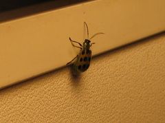 Diabrotica undecimpunctata