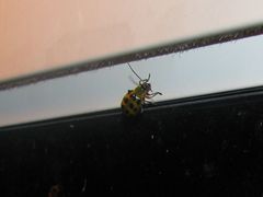 Diabrotica undecimpunctata