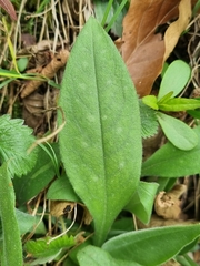 Pulmonaria angustifolia