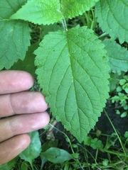 Stachys pilosa
