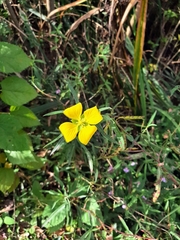 Ludwigia bonariensis