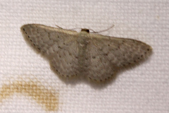 Idaea philocosma
