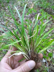 Carex cumberlandensis