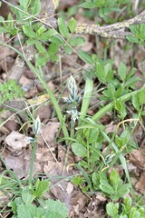 Ornithogalum boucheanum