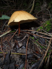 Marasmius cladophyllus