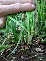 Carex cumberlandensis