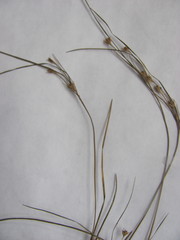 Juncus tenuis tenuis