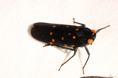 Desudaba maculata