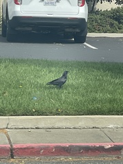 Corvus brachyrhynchos