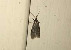 Semioscopis avellanella