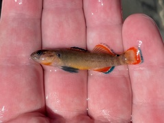 Etheostoma radiosum