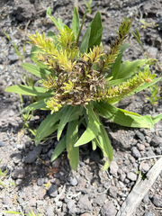 Echium giganteum