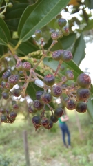Miconia ligustroides