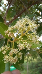 Miconia ligustroides