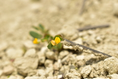Coronilla scorpioides