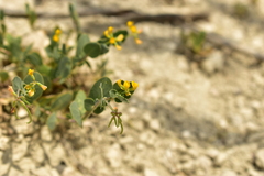 Coronilla scorpioides