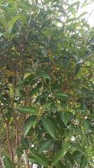 Miconia ligustroides