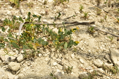 Coronilla scorpioides