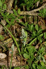 Ornithogalum boucheanum