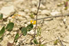 Coronilla scorpioides