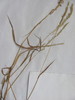Agrostis stolonifera stolonifera - Photo (c) Chuck Thomas, some rights reserved (CC BY-NC), uploaded by Chuck Thomas