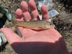 Campostoma spadiceum