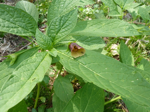 Image of Scopolia japonica by (c) Andreas Taeger, some rights reserved (CC BY)