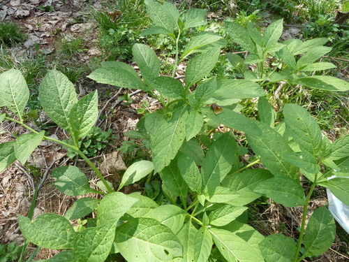 Image of Scopolia japonica by (c) Andreas Taeger, some rights reserved (CC BY)