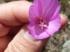 Clarkia gracilis gracilis