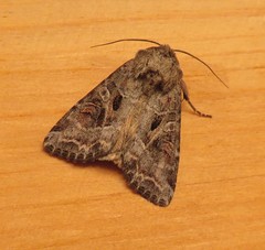 Trichordestra liquida