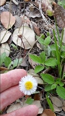 Erigeron procumbens