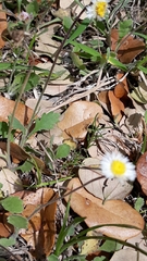 Erigeron procumbens