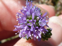 Gilia capitata chamissonis