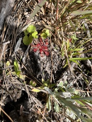 Drosera