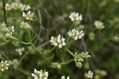 Lotus dorycnium