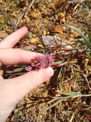 Allium anceps
