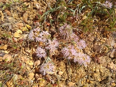 Allium anceps