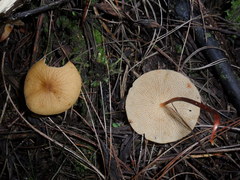 Marasmius cladophyllus