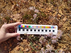 Allium anceps