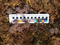 Allium anceps