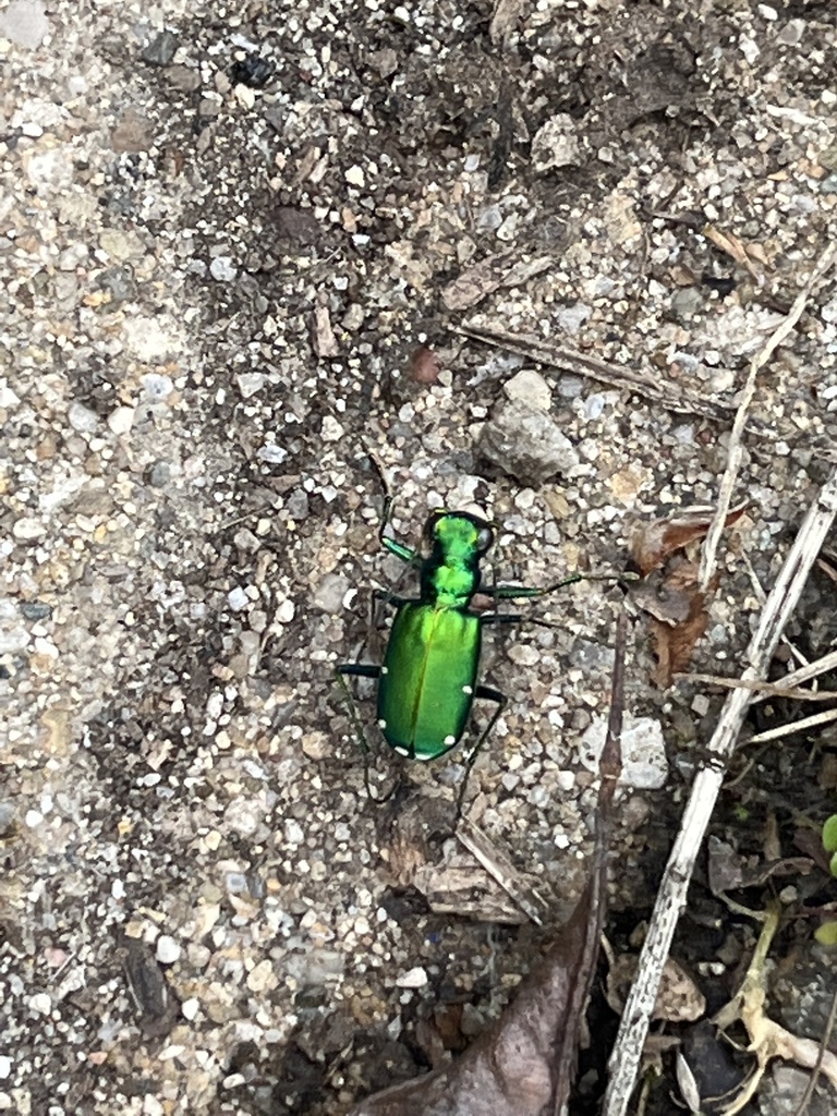 Six-spotted Tiger Beetle from Acclivis Ln, Dayton, OH, US on April 20 ...