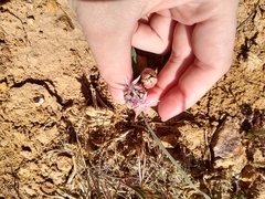 Allium anceps