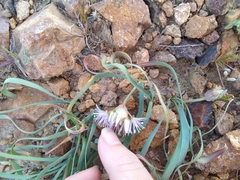 Allium anceps