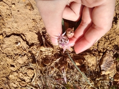Allium anceps