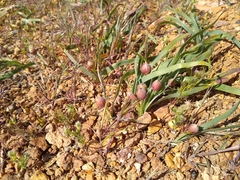 Allium anceps